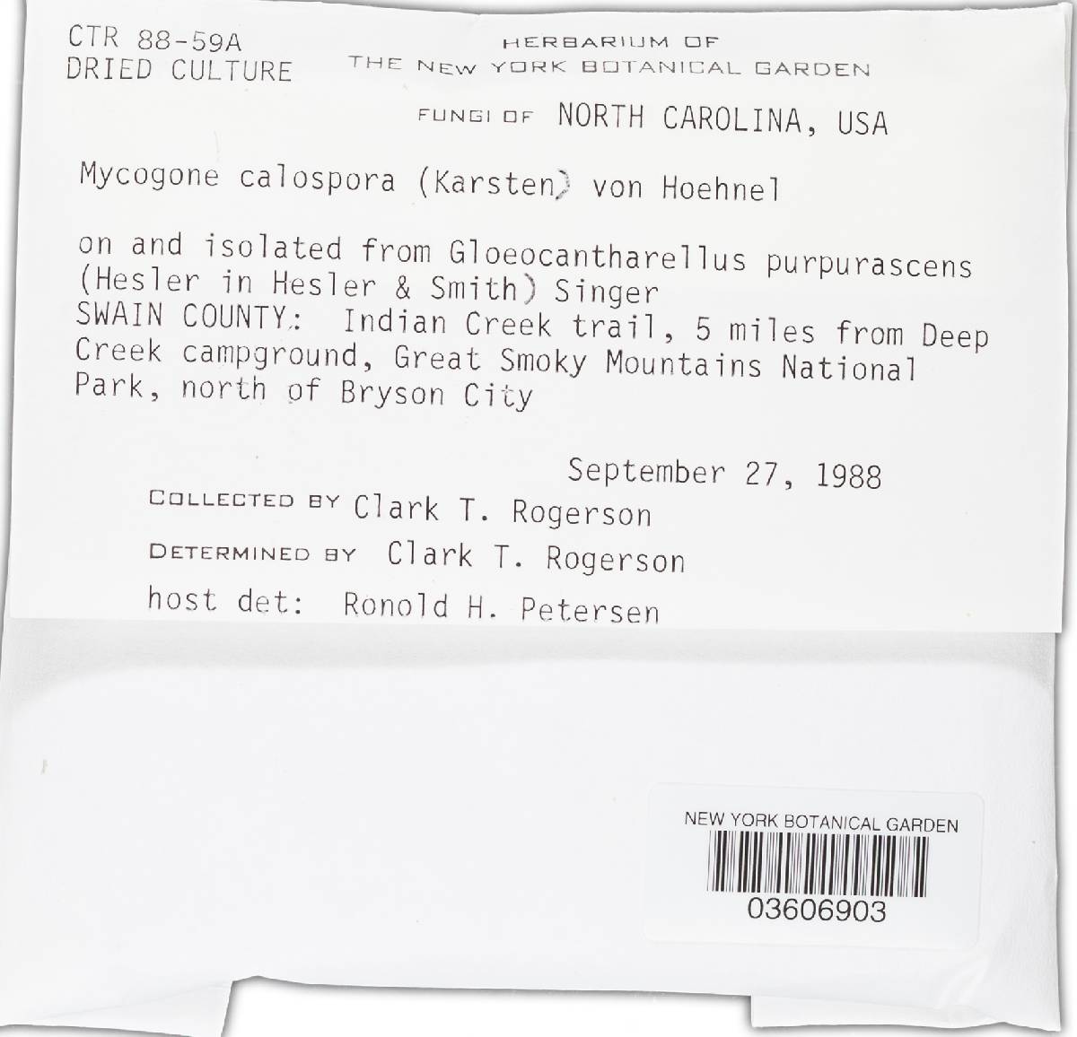 Mycogone calospora image