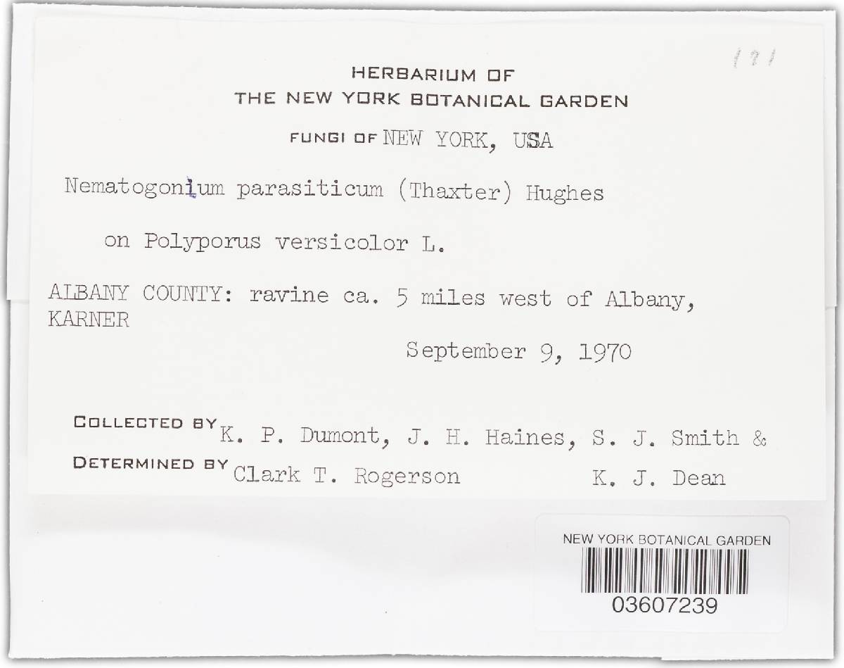 Nematogonum parasiticum image