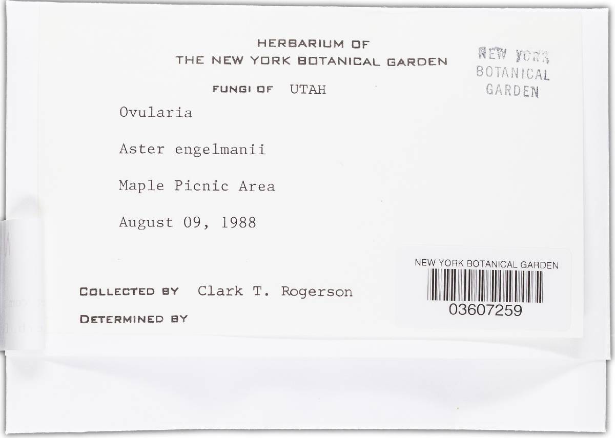 Neoramularia asteris image