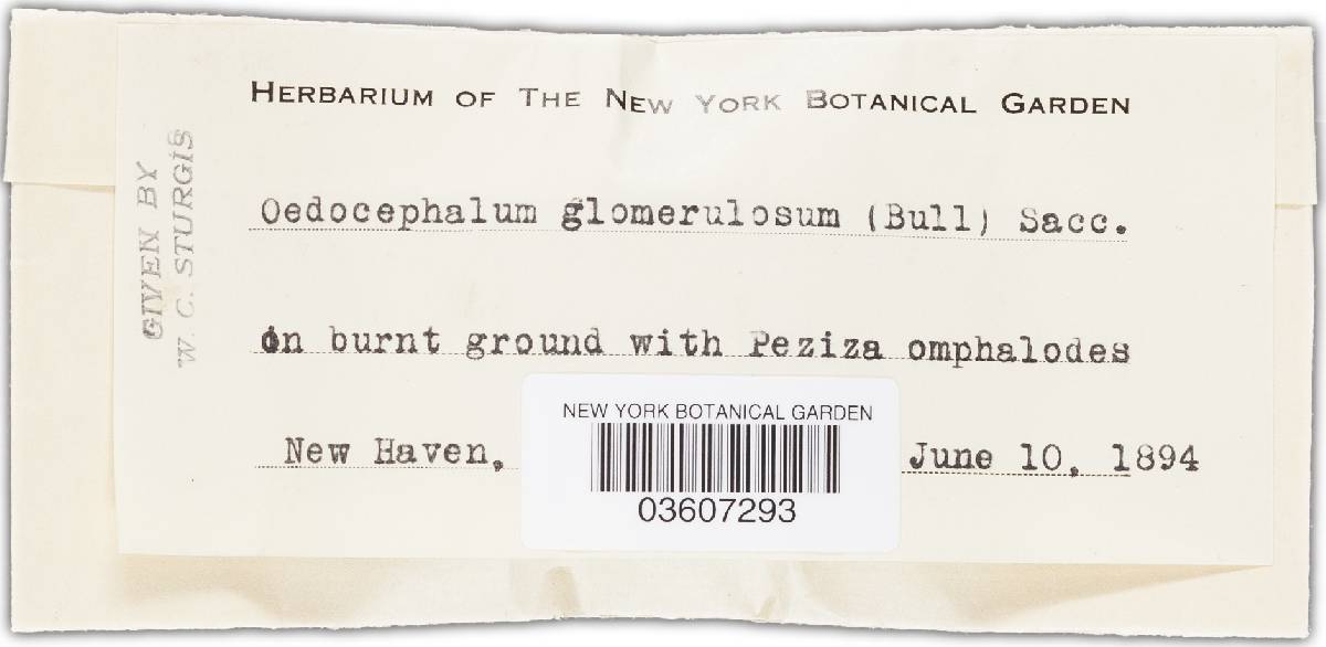 Oedocephalum glomerulosum image