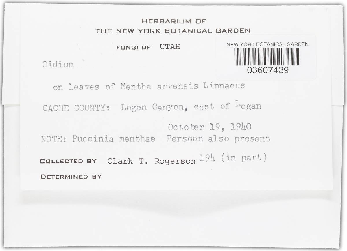 Oidium image