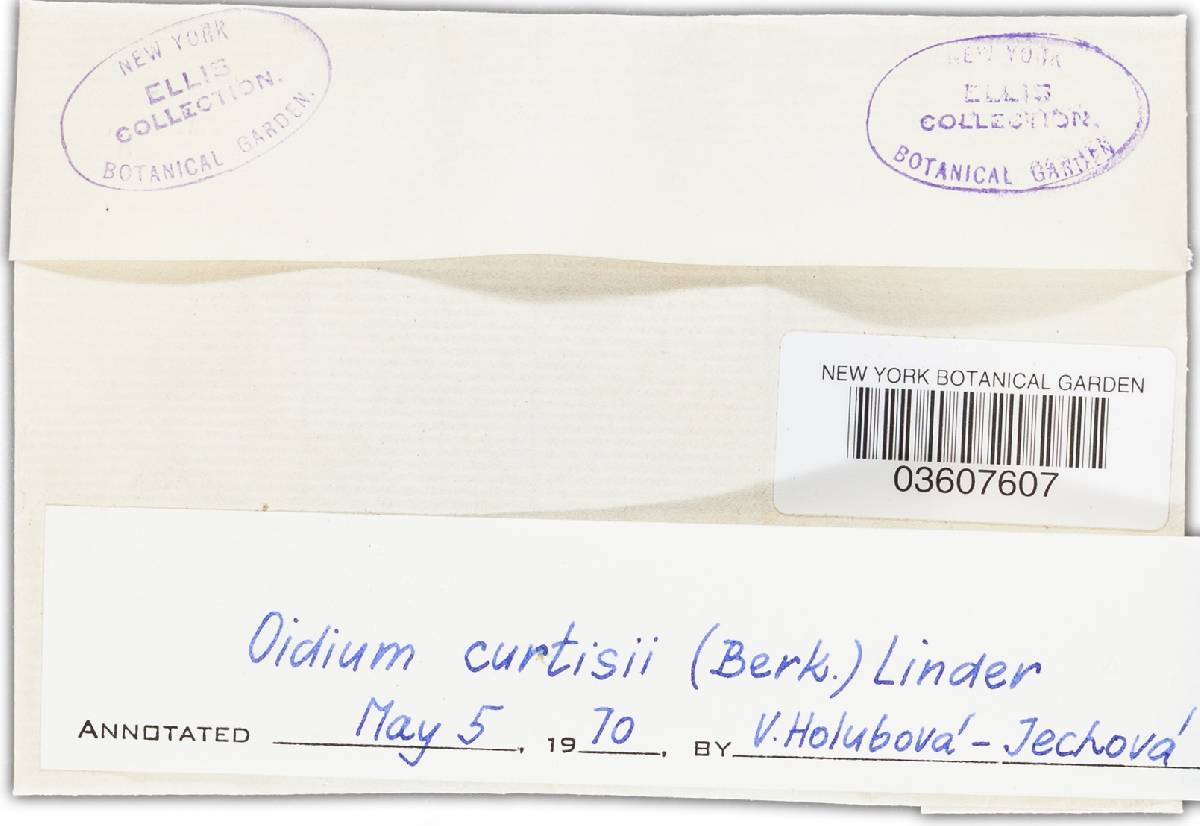 Haplotrichum curtisii image