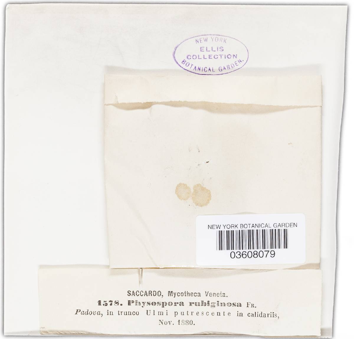 Oidium rubiginosum image