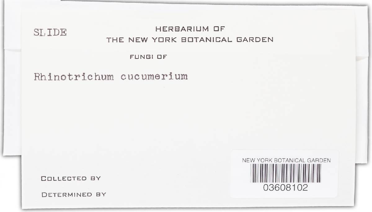 Olpitrichum tenellum image