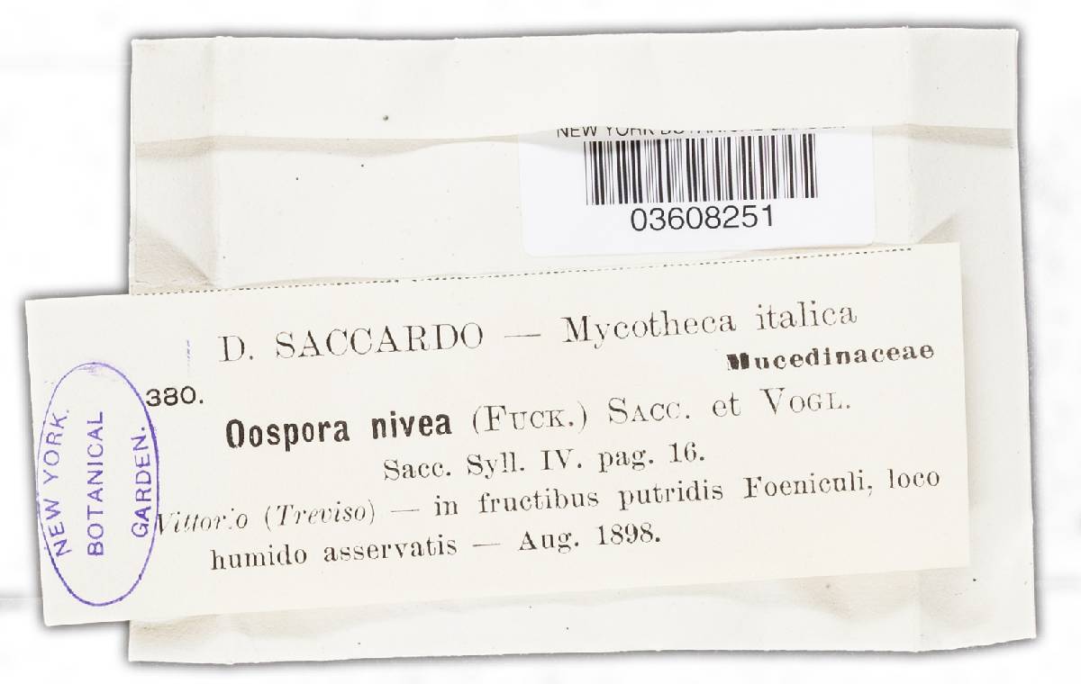 Oospora nivea image