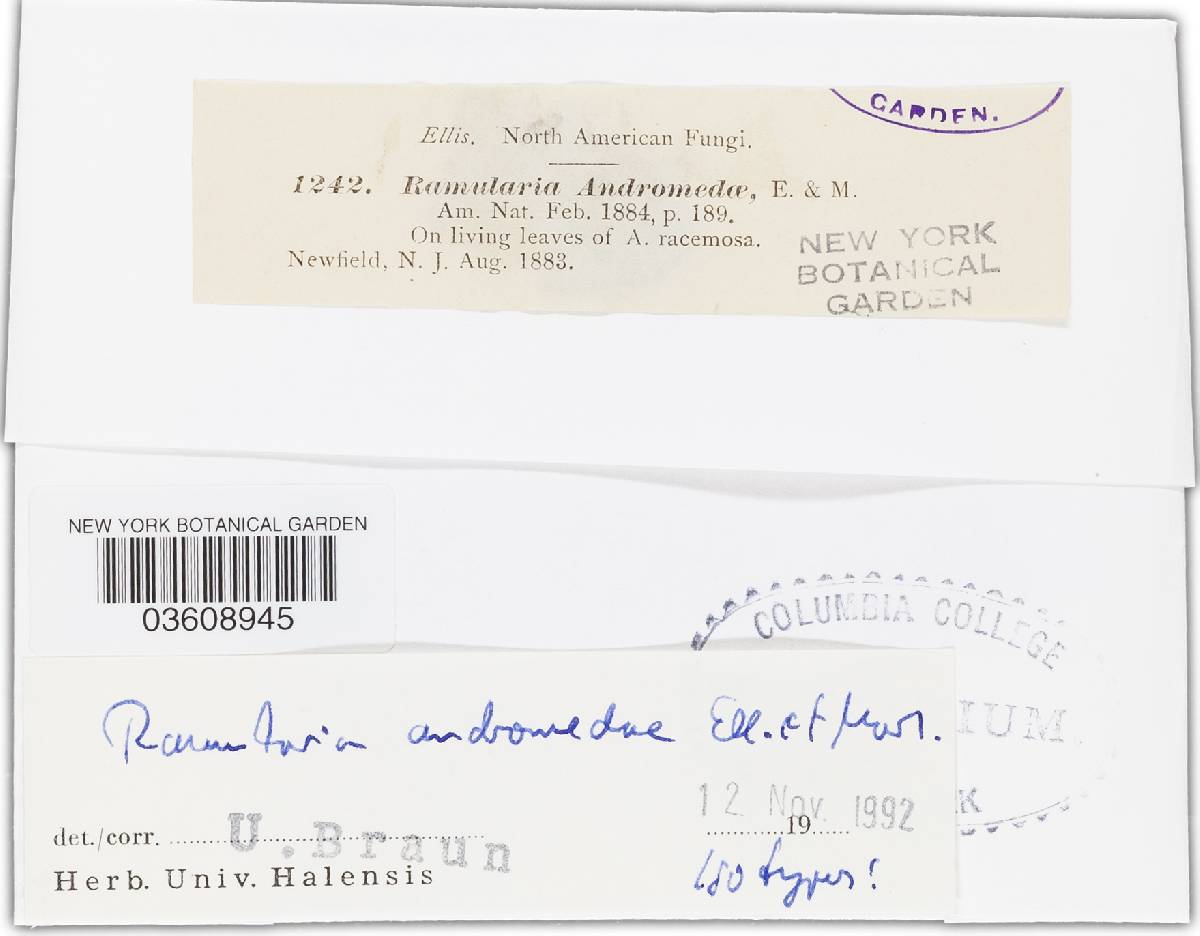 Ramularia andromedae image