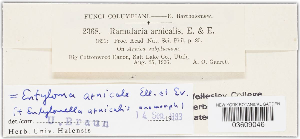 Ramularia arnicalis image