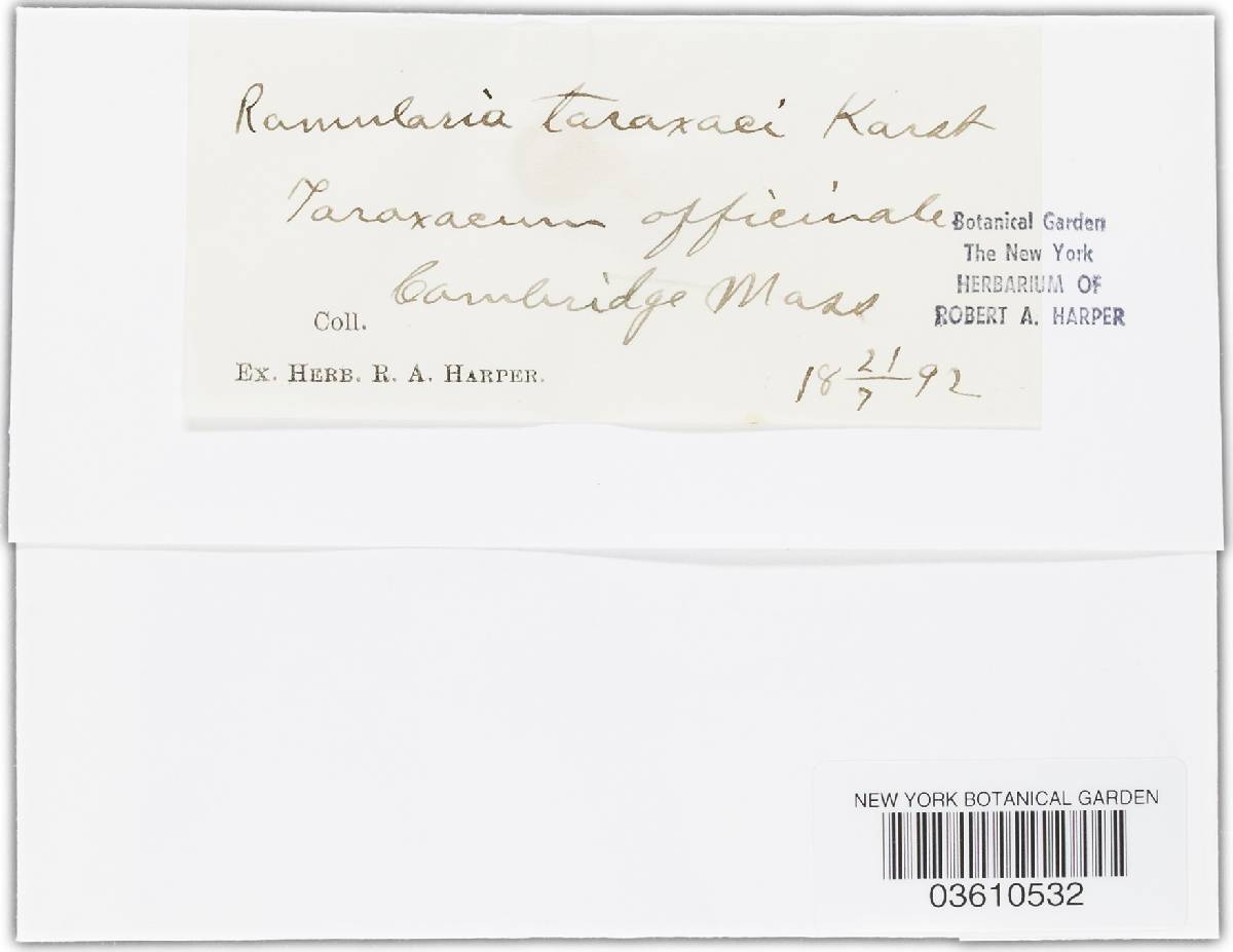 Ramularia lapsanae image