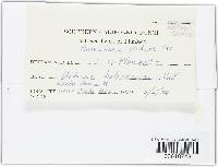 Ramularia urticae image