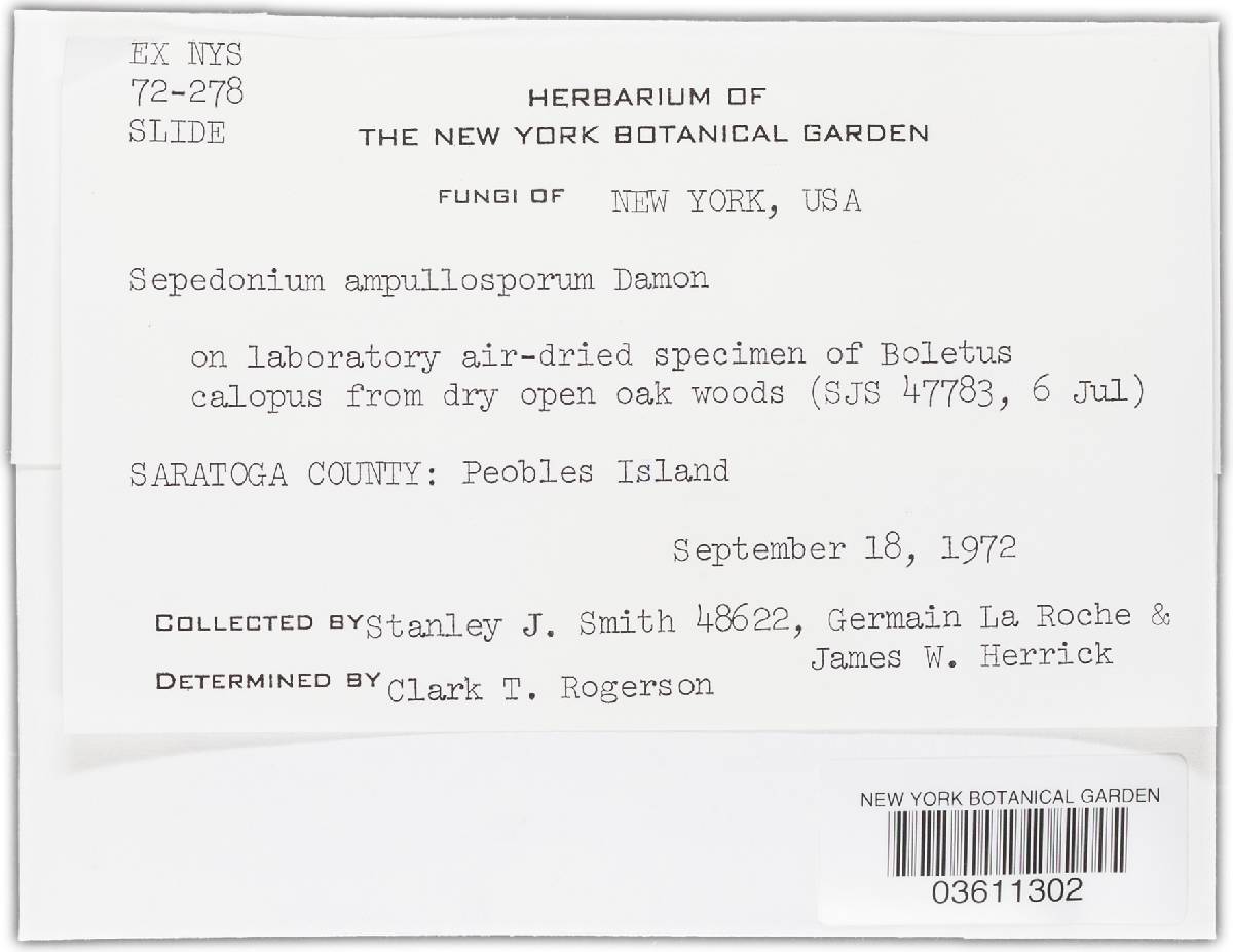 Sepedonium image