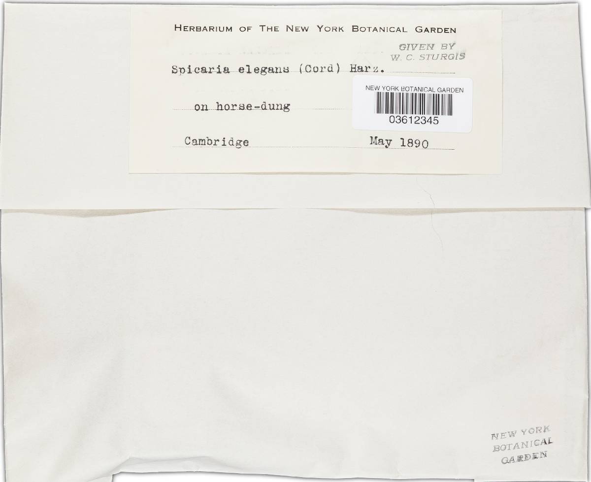 Mariannaea elegans var. elegans image