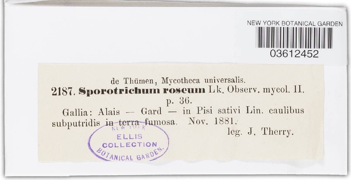 Sporotrichum roseum image