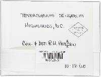 Tetracladium setigerum image