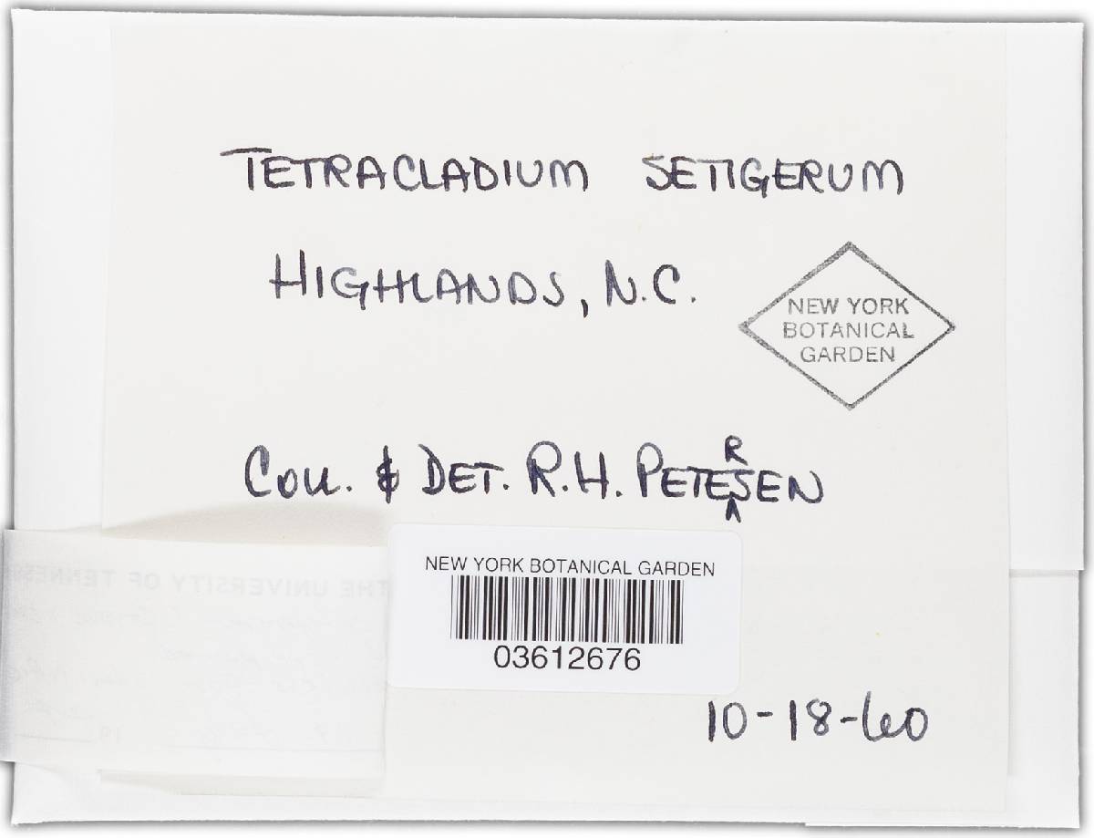 Tetracladium setigerum image