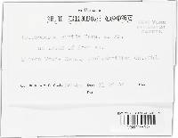 Trichoderma viride image