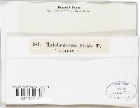 Trichoderma viride image