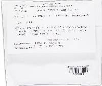 Lecanicillium fungicola var. fungicola image
