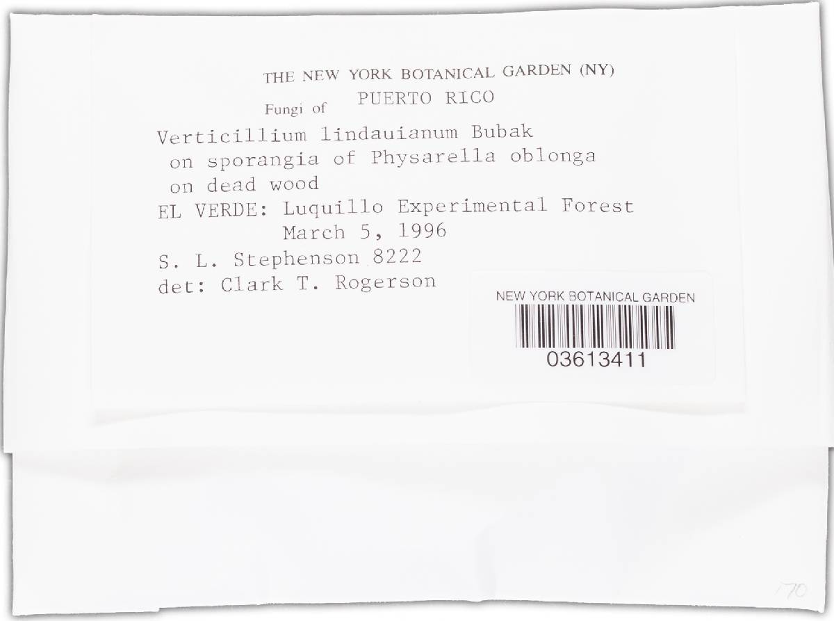 Verticillium lindauianum image