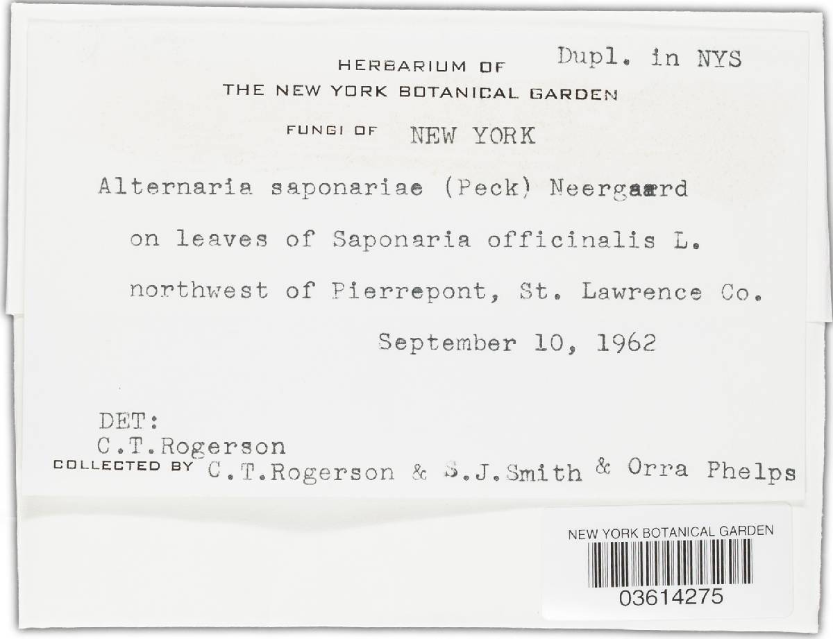 Alternaria saponariae image