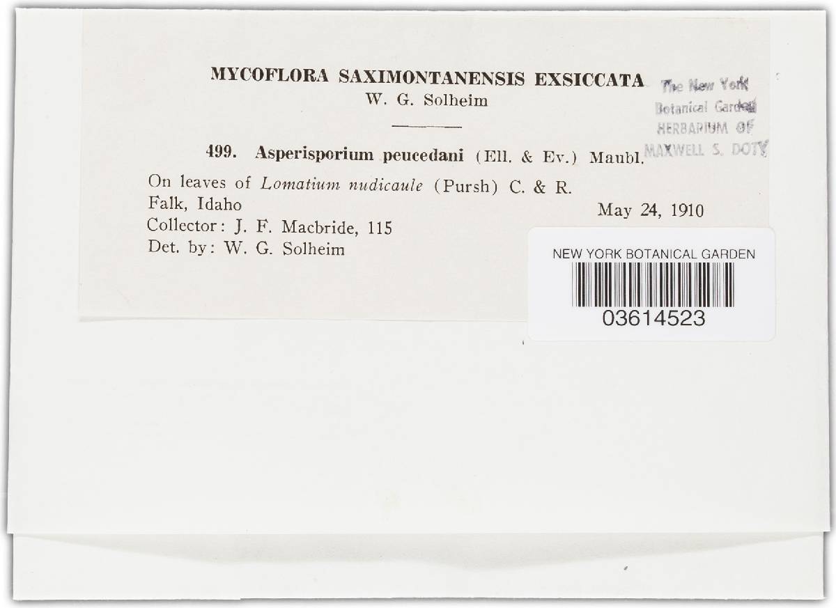 Asperisporium peucedani image