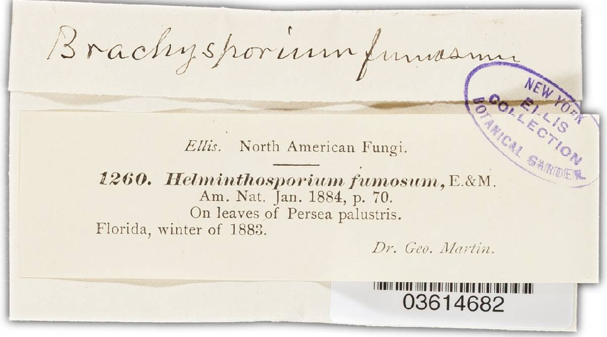 Brachysporium fumosum image