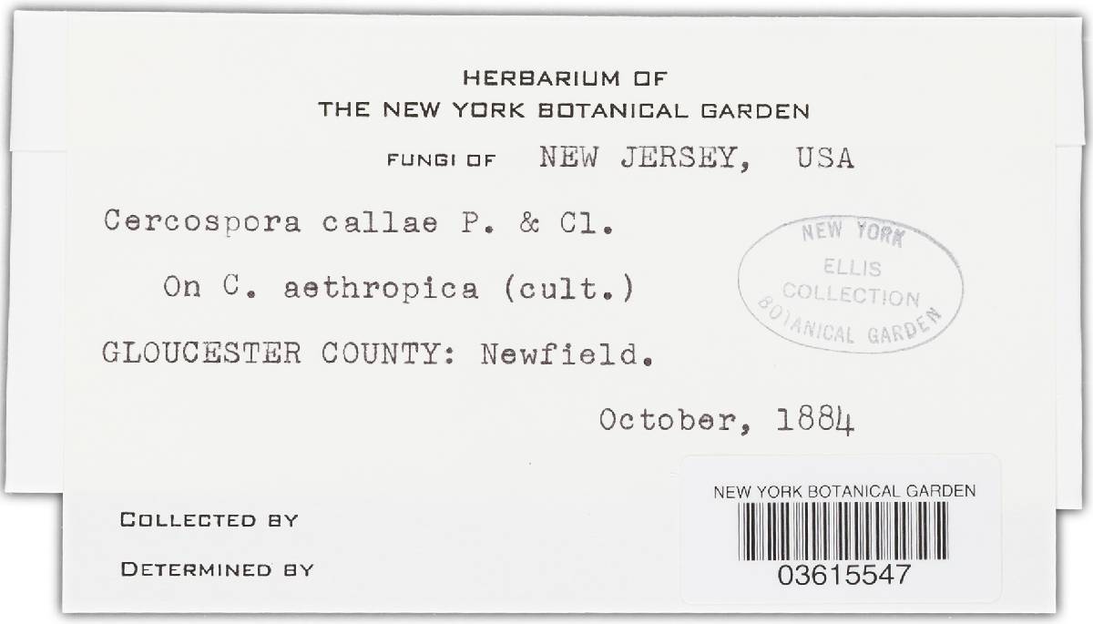 Cercospora callae image
