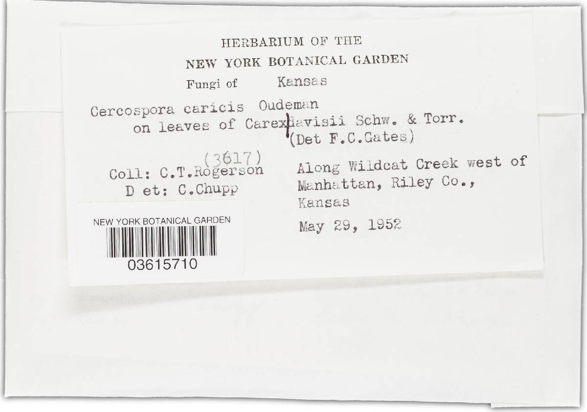 Cercospora caricis image