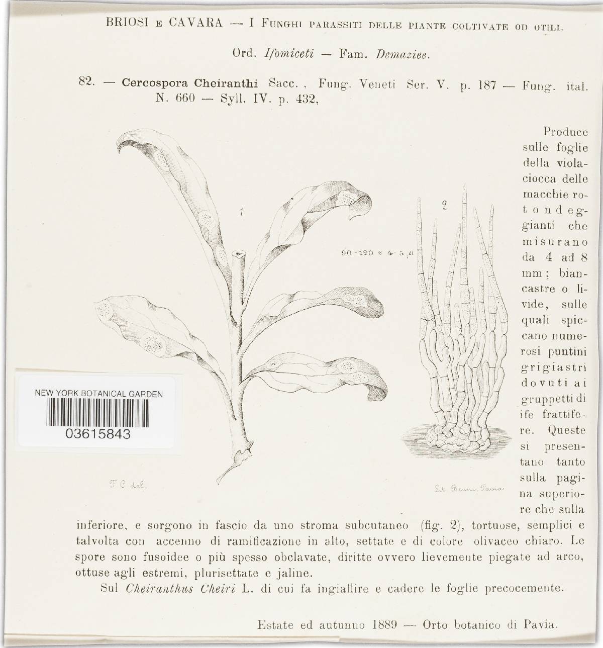 Cercospora cheiranthi image