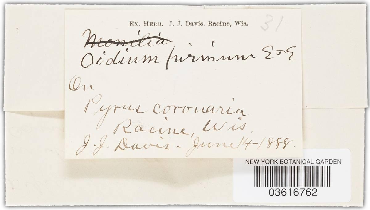 Oidium pyrinum image