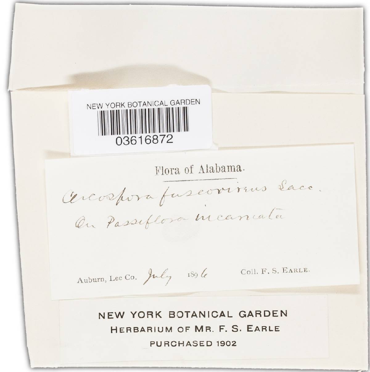 Cercospora fuscovirens image
