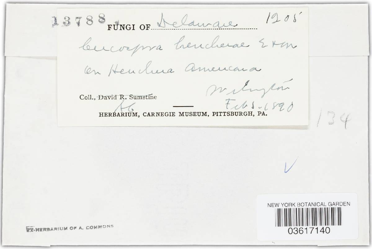 Cercospora heucherae image