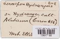 Cercospora hydrangeae image