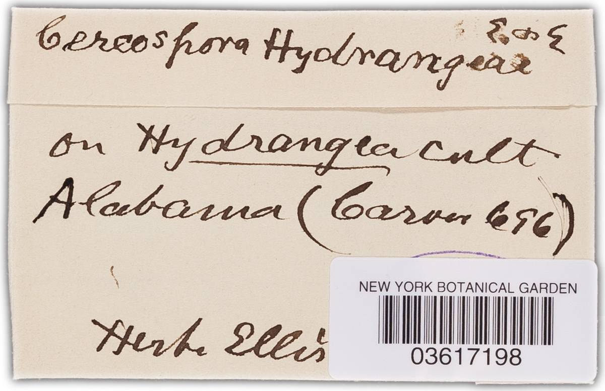 Cercospora hydrangeae image
