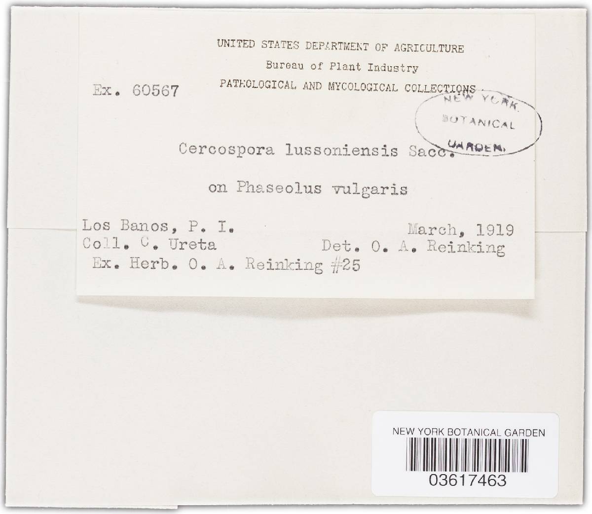 Cercospora lussoniensis image