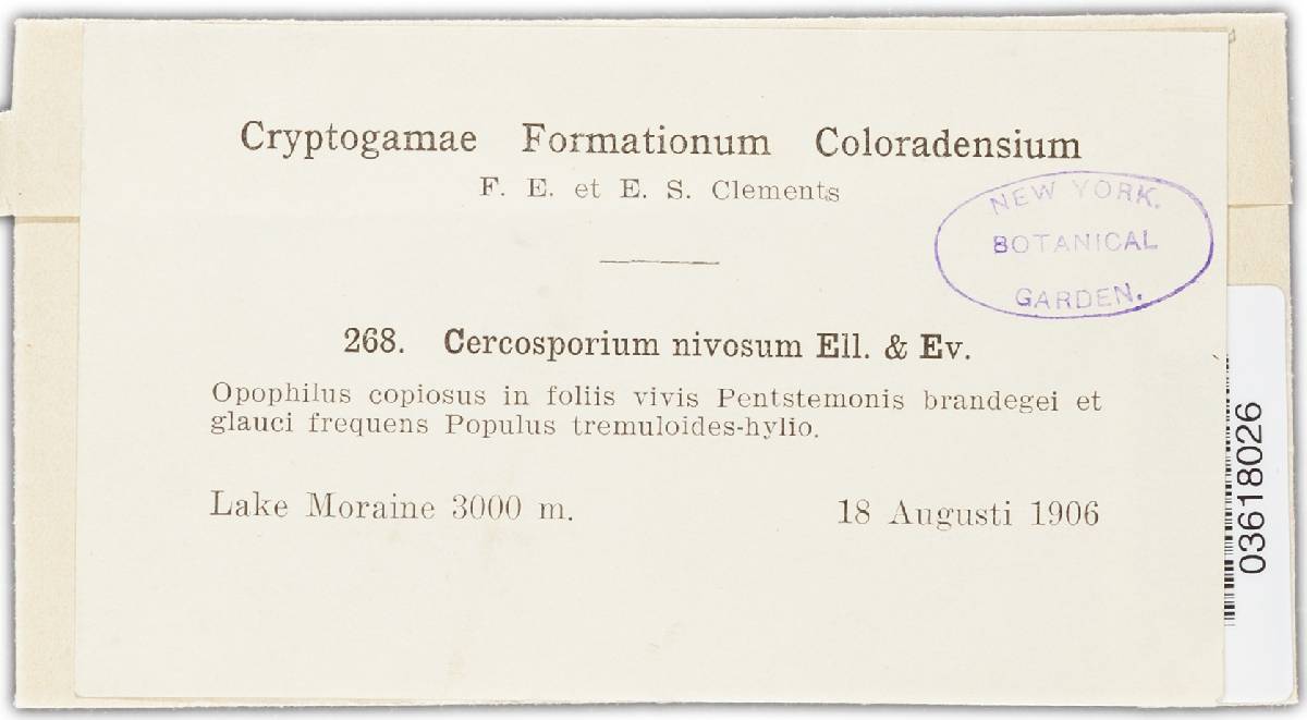 Cercospora nivosa image