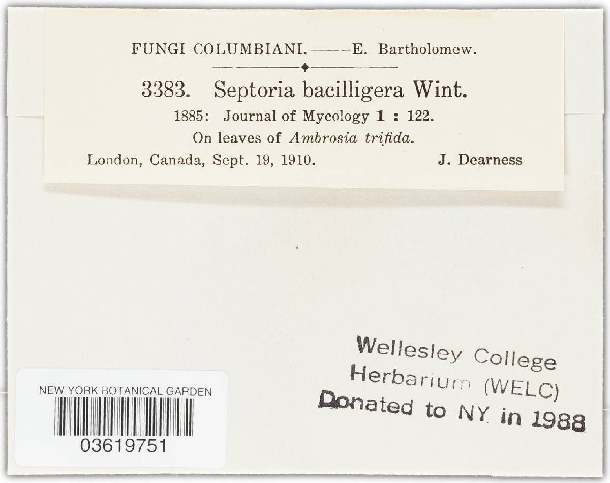 Septoria bacilligera image