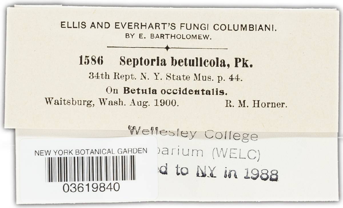 Septoria betulicola image