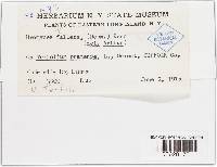 Uromyces fallens image