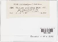 Uromyces graminicola image