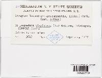 Uromyces lespedezae-procumbentis image