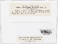 Uromyces lineolatus image