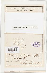 Uromyces lupini image