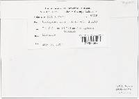 Uromyces minor image