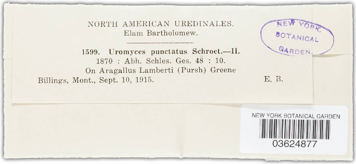 Uromyces pisi-sativi image