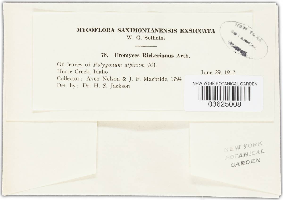 Uromyces rickerianus image