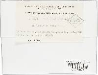 Uromyces viciae-fabae var. viciae-fabae image