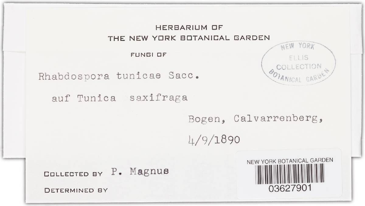 Rhabdospora tunicae image