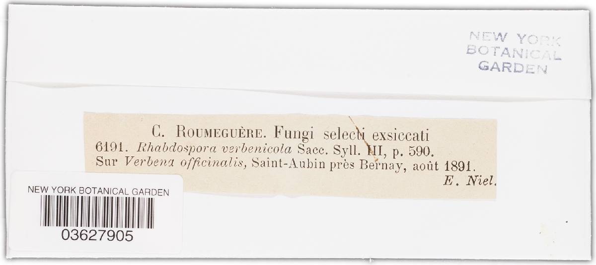 Rhabdospora verbenicola image
