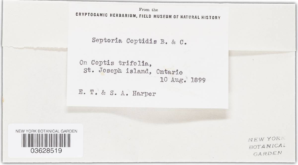 Septoria coptidis image