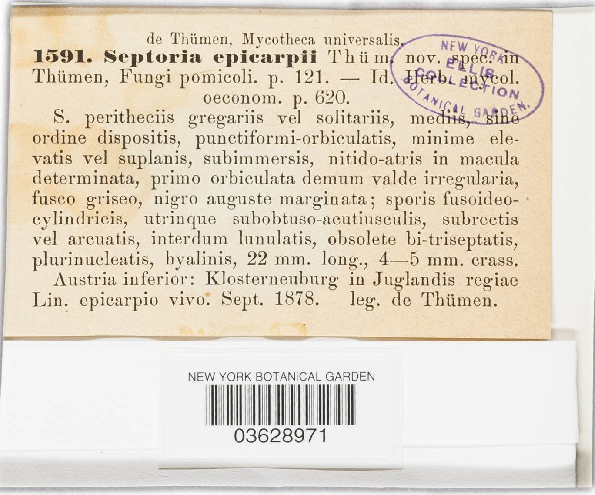 Septoria epicarpii image